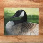 Canada Goose Wildlife Foto Legpuzzel<br><div class="desc">De natuur ontwierp de puzzel met de foto-afbeelding van een prachtige Canadese gans. Fun voor de hele familie! OPMERKING: Afbeelding is ontworpen voor puzzels tot 16 x 20 inch.</div>
