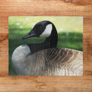 Canada Goose Wildlife Foto Legpuzzel