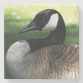 Canada Goose Wildlife Foto Stenen Onderzetter (Voorkant)