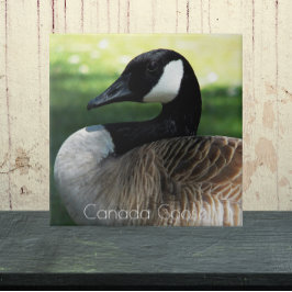 Canada Goose Wildlife Foto Tegeltje