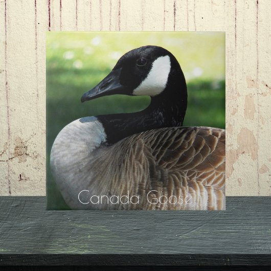 Canada Goose Wildlife Foto Tegeltje