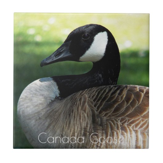 Canada Goose Wildlife Foto Tegeltje (Voorkant)