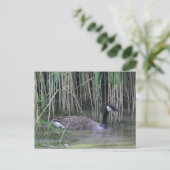 Canada Goose Wildlife Natuur Foto Briefkaart (Staand voorkant)