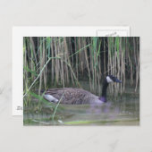 Canada Goose Wildlife Natuur Foto Briefkaart (Voorkant / Achterkant)