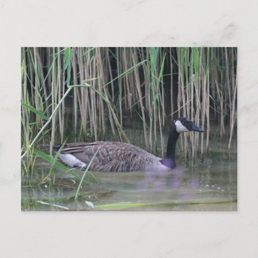 Canada Goose Wildlife Natuur Foto Briefkaart (Voorkant)