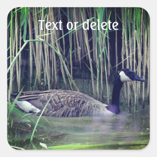 Canada Goose Wildlife Natuur Personalized Vierkante Sticker (Voorkant)