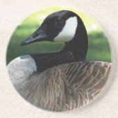 Canada Goose Wildlife Photo Sandstone Zandsteen Onderzetter (Voorkant)