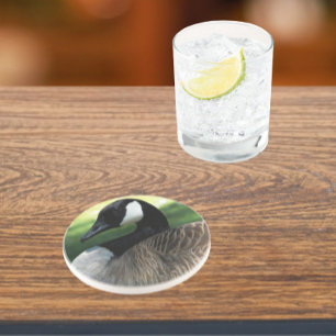 Canada Goose Wildlife Photo Sandstone Zandsteen Onderzetter