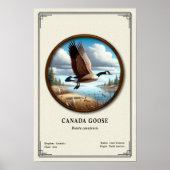 Canada Goose Zoölogie Serie Poster (Voorkant)
