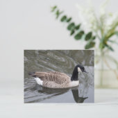 Canada Goose zwemt op Briefkaart (Staand voorkant)