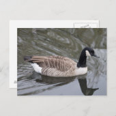 Canada Goose zwemt op Briefkaart (Voorkant / Achterkant)