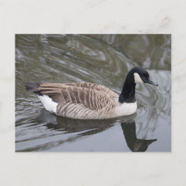 Canada Goose zwemt op Briefkaart
