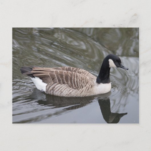 Canada Goose zwemt op Briefkaart (Voorkant)