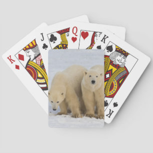 Canada, Hudsonbaai. IJsbeer moeder met twee Pokerkaarten