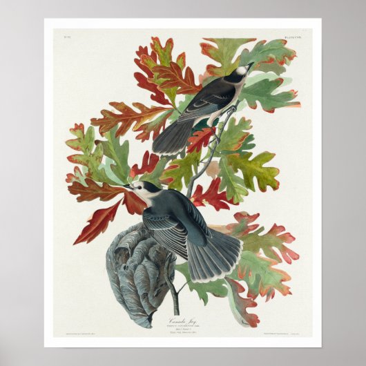 Canada Jay door Audubon Poster (Voorkant)