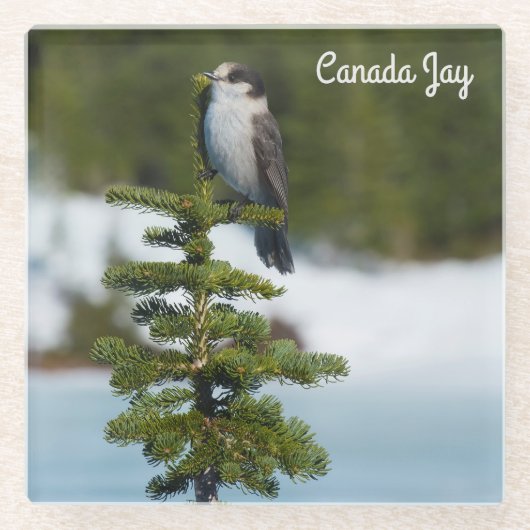 Canada jay glazen onderzetter (Voorkant)