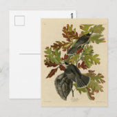 Canada Jay (Gray Jay) - de Amerikaanse vogels van Briefkaart (Voorkant / Achterkant)