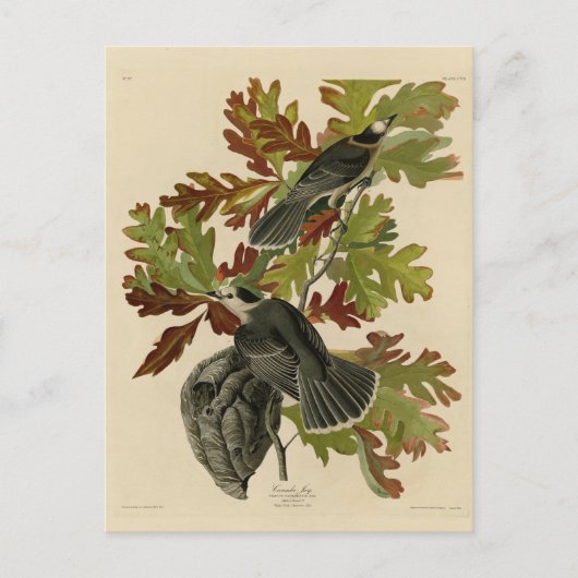 Canada Jay (Gray Jay) - de Amerikaanse vogels van Briefkaart (Voorkant)