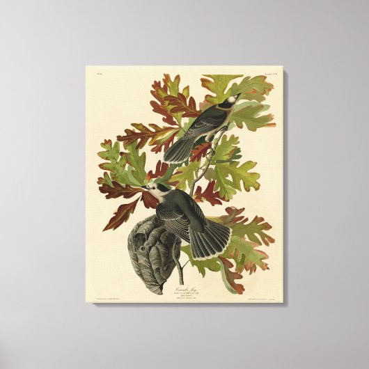 Canada Jay (Gray Jay) - de Amerikaanse vogels van Canvas Afdruk (Voorkant)