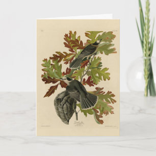 Canada Jay (Gray Jay) - de Amerikaanse vogels van  Kaart