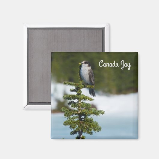 Canada Jay Magneet (Voorkant / Achterkant)
