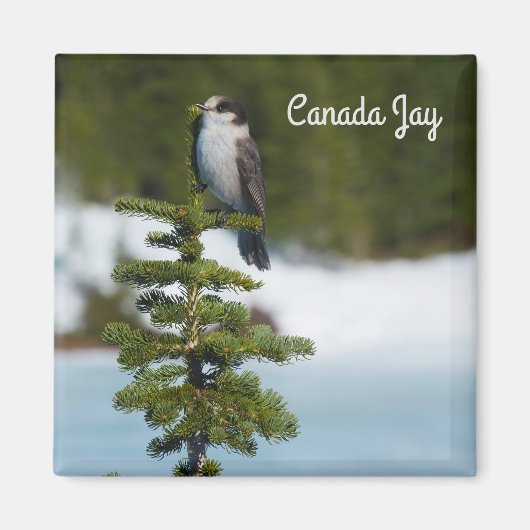 Canada Jay Magneet (Voorkant)
