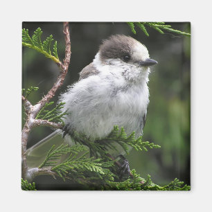Canada Jay Magnet