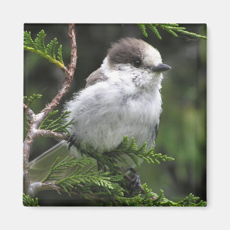 Canada Jay Magnet
