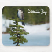 Canada Jay Muismat (Voorkant)