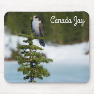 Canada Jay Muismat