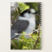 Canada Jay Natuur Foto Notitieboek (Achterkant)