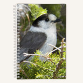 Canada Jay Natuur Foto Notitieboek (Voorkant)