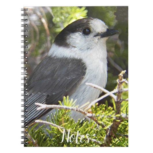 Canada Jay Natuur Foto Notitieboek (Voorkant)