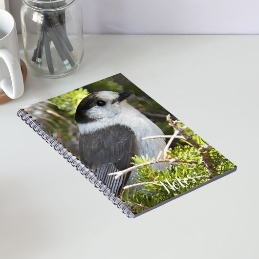 Canada Jay Natuur Foto Notitieboek