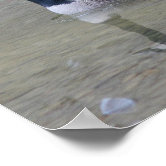 Canada krijgt baby's met mam poster (Hoek)