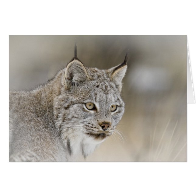 Canada Lynx (Voorkant Horizontaal)