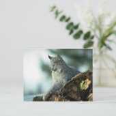 Canada lynx briefkaart (Staand voorkant)