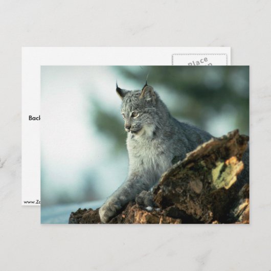 Canada lynx briefkaart (Voorkant / Achterkant)