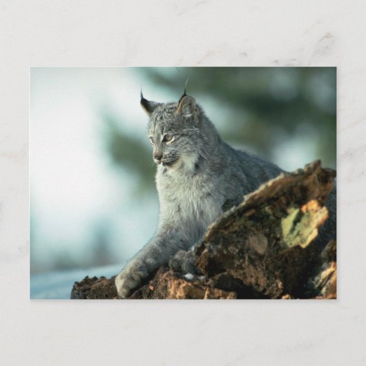 Canada lynx briefkaart (Voorkant)