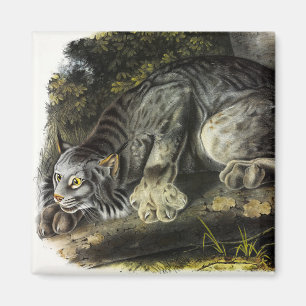 Canada Lynx (Lynx Canadensis) (Canadese Lynx) Magneet