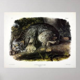 Canada Lynx (Lynx Canadensis) (Canadese Lynx) Poster