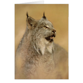 Canada Lynx (Lynx canadensis) - Wilde katten