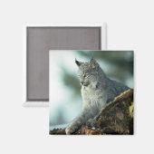 Canada lynx magneet (Voorkant / Achterkant)