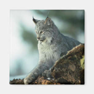 Canada lynx magneet