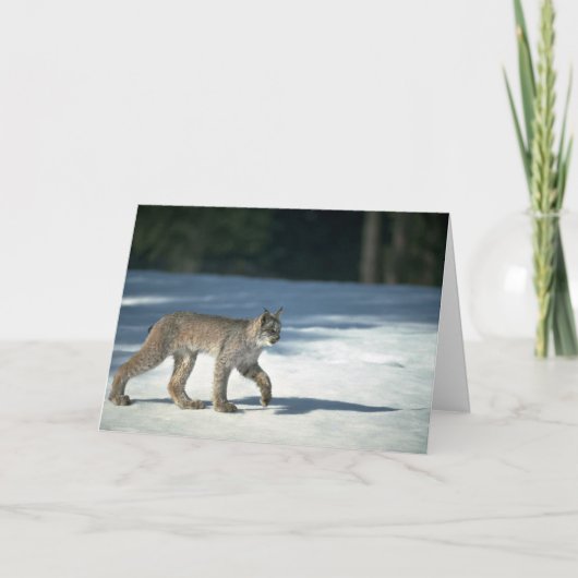Canada lynx op sneeuw kaart (Voorkant)