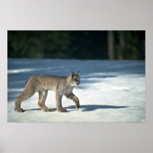 Canada lynx op sneeuw poster