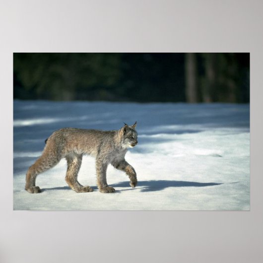 Canada lynx op sneeuw poster (Voorkant)