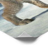 Canada lynx op sneeuw poster (Hoek)