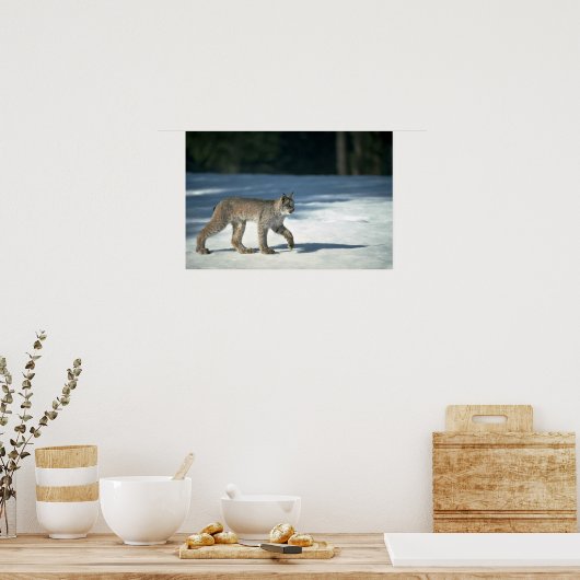 Canada lynx op sneeuw poster (Keuken)