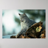 Canada lynx poster (Voorkant)